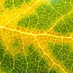 Macro View of an Aspen Leaf