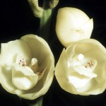 Peristeria_elata_Orchi_11