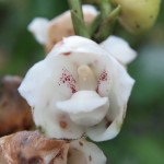 Peristeria elata