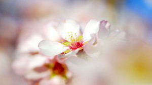 2012-mother-s-day-beautiful-flower-spring-glow_1280x720_97262