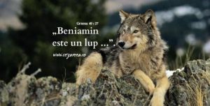 Geneza 49.27, Beniamin este un lup