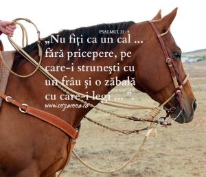 Proverbe 29.18, Frâul