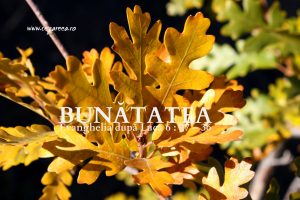 bunatatea-luca-5-27-36